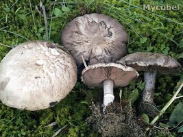 agaricus_koelerionensis_(yd)_1.jpg