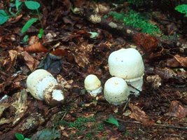 Agaricus_macrosporus.jpg