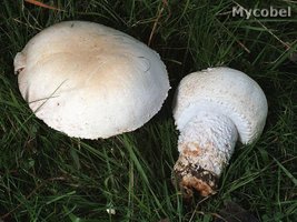 agaricus_macrosporus_(yd)_1.jpg