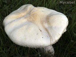 agaricus_macrosporus_(yd)_7724.jpg