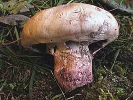 agaricus_maleolens.jpg