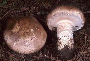 Agaricus_pattersonae(mgw-04).jpg