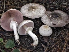 agaricus_praeclaresquamosus_(yd)_1.jpg