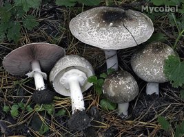 agaricus_praeclaresquamosus_var__terricolor_(yd)_2.jpg