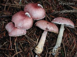 agaricus_purpurellus_(yd)_1.jpg