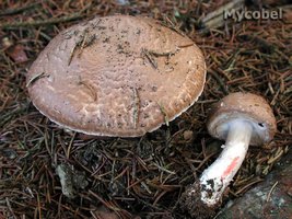 agaricus_silvaticus_(yd)_1.jpg