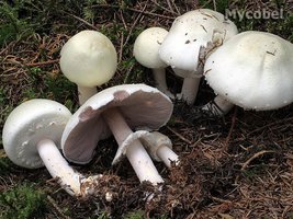 agaricus_silvicola_(yd)_1.jpg