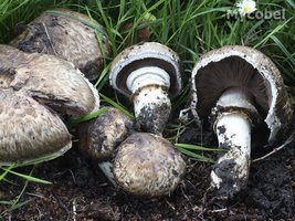 agaricus_subperonatus_(yd)_6313.jpg