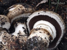 agaricus_subperonatus_(yd)_6316.jpg