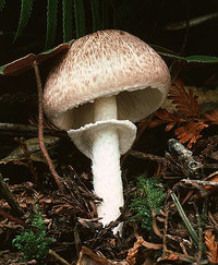 Agaricus_subrutilescens(tfl-s193-31).jpg