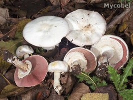 agaricus_xanthoderma_(yd)_1.jpg