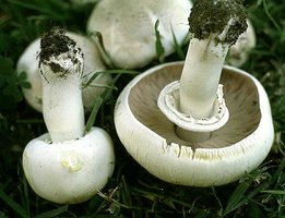 Agaricus_xanthodermus(fs-1).jpg