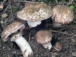 agaricus_vaporarius_(yd)_4.jpg