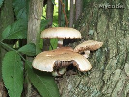 agrocybe_aegerita_(yd)_1.jpg