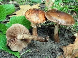 agrocybe_erebia_(yd)_1.jpg