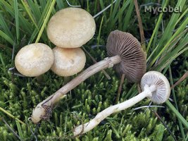 agrocybe_paludosa_(yd)_1.jpg