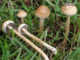 agrocybe_pediades_(yd)_1.jpg