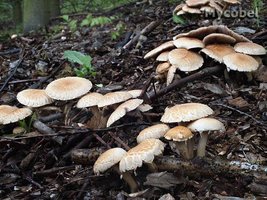 agrocybe_praecox_(yd)_4.jpg