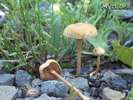 agrocybe_semiorbicularis_(yd)_1.jpg