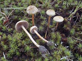 agrocybe_semiorbicularis_(yd)_2.jpg