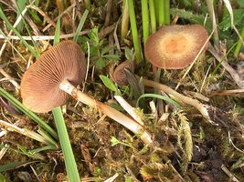 DSCN3044_Agrocybe_elatella.jpg