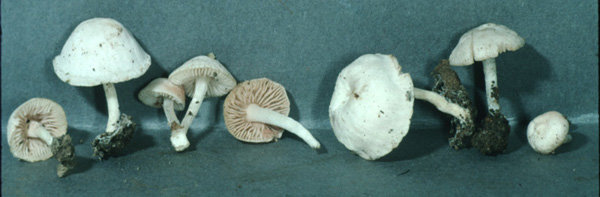 Alboleptonia earlei.jpg