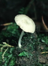 Alboleptonia sulcata.jpg