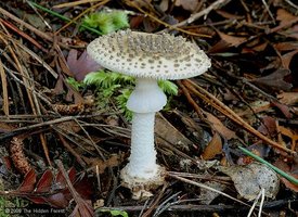 Amanita australis.jpg