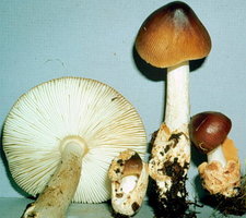 Amanita fuligineodisca.jpg