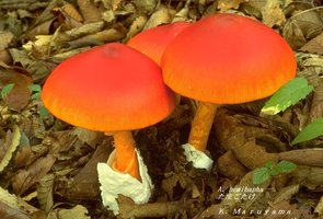 Amanita hemibapha.jpg