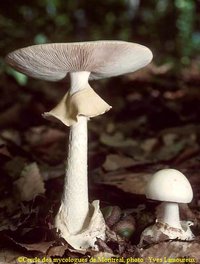 Amanita magnivelaris.jpg