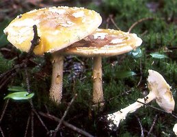 Amanita regalis.jpg