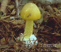 Amanita subjunquillea.jpg