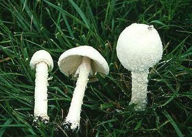 Amanita thiersii.jpg