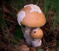 Amanita velosa.jpg