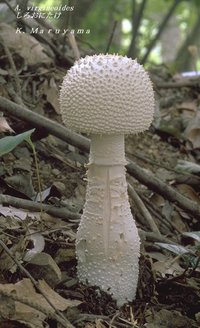 Amanita virgineoides.jpg