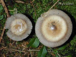 amanita_battarae_(yd)_3.jpg