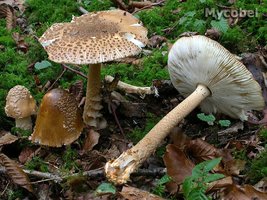 amanita_beckeri_(yd)_1.jpg