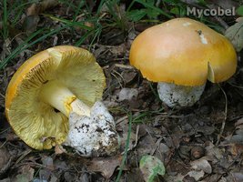 amanita_caesarea_(yd)_1.jpg