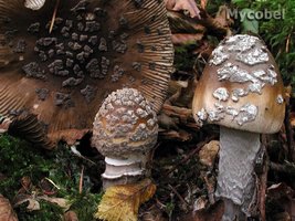 amanita_ceciliae_(yd)_1.jpg