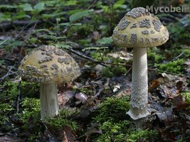 amanita_ceciliae_(yd)_42.jpg