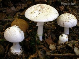 amanita_citrina_var__alba_(yd)_1.jpg