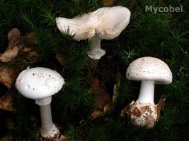 amanita_citrina_var__alba_(yd)_2.jpg