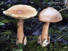 amanita_crocea_(yd)_1.jpg