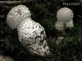 amanita_echinocephala_(yd)_1.jpg