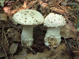 amanita_echinocephala_(yd)_2.jpg