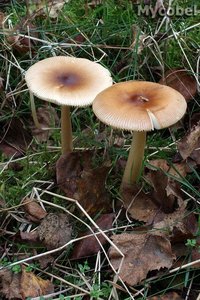 amanita_fulva_(yd)_7074.jpg