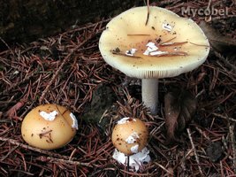 amanita_gemmata_(yd)_1.jpg