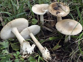 amanita_lividopallescens_(yd)_6478.jpg