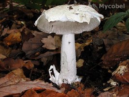 amanita_mairei_(yd)_1.jpg